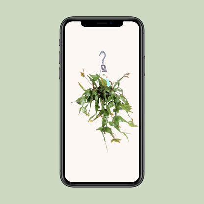 Rhipsalis Elliptica – Pflegeleichte Hängepflanze Ø17 cm