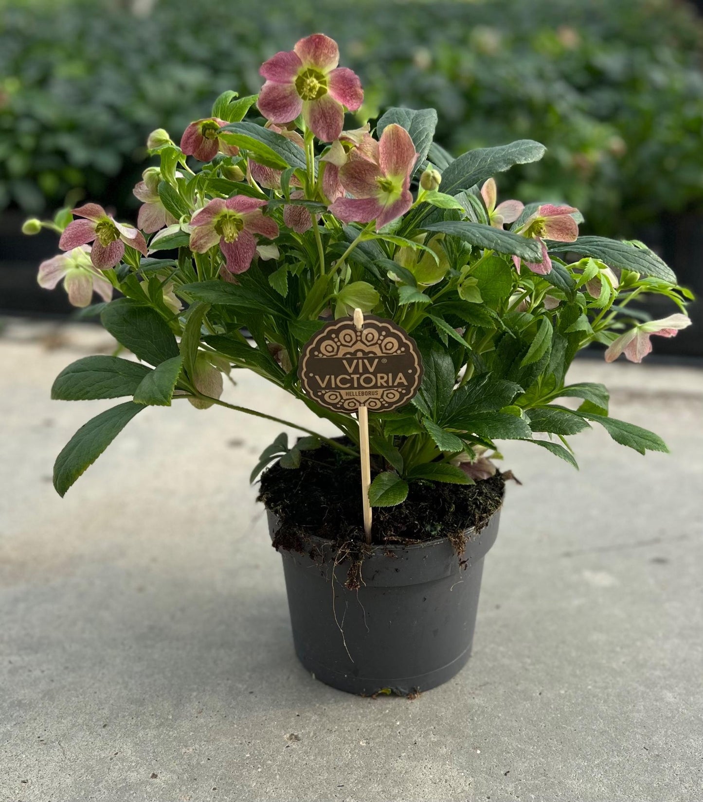 Helleborus Viv Victoria – Pflegeleichte Winterrose Ø17 cm