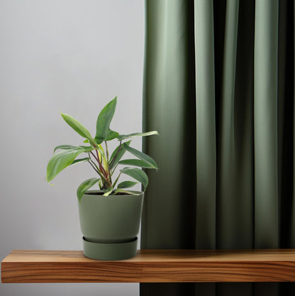 Philodendron Florida Green – Pflegeleichte Zimmerpflanze Ø12cm