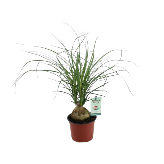 Beaucarnea Nolina Recurvata – Pflegeleichter Elefantenfuß Ø12cm