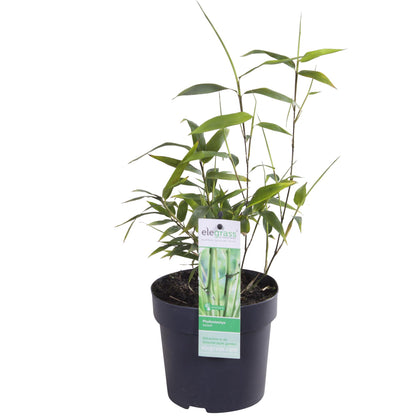 Phyllostachys 'Bissetii' – Winterharter Bambus im Ø14cm Topf