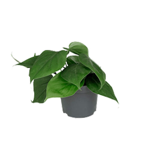 Philodendron Scandens – Pflegeleichte Zimmerpflanze Ø12cm