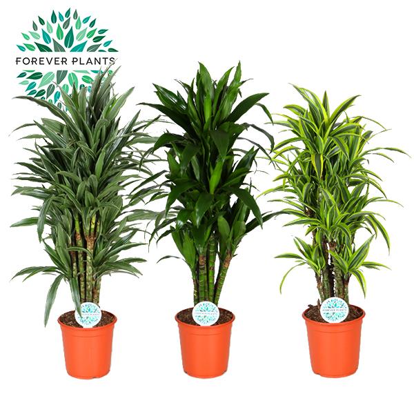 Dracaena Deremensis – Pflegeleichte Luftreiniger-Pflanze Ø27cm
