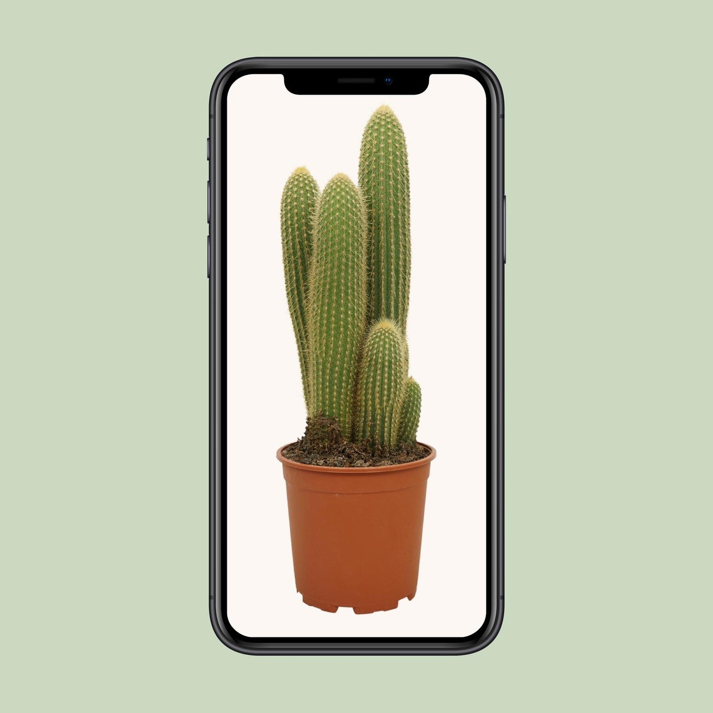 Vatricania Guentheri – Exotische, pflegeleichte Zimmerpflanze 55 cm