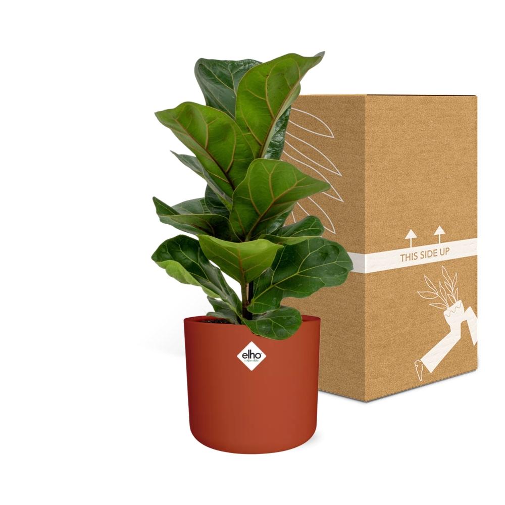 Ficus Lyrata ‘Bambino’ – Pflegeleichte Zimmerpflanze 14 cm