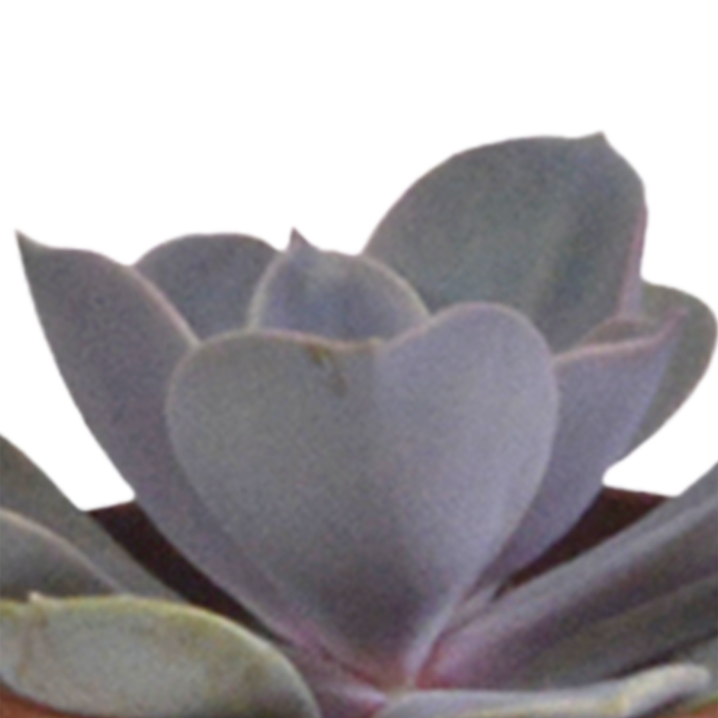 Vetplanten-Sukkulenten-Mischung im weißen Topf 5x 5,5 cm