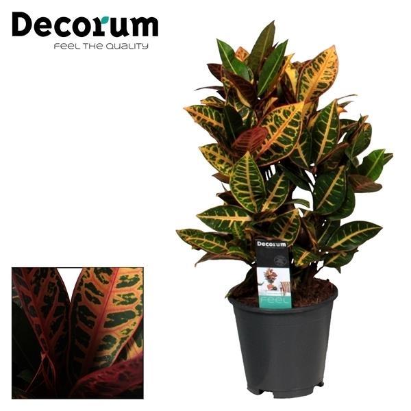 Croton Petra – Bunte, pflegeleichte Zimmerpflanze Ø17cm