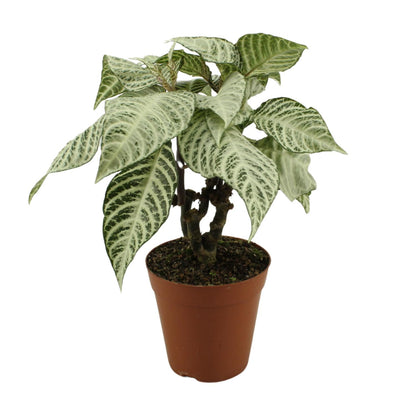 Aphelandra White Wash – Zebrapflanze Ø15cm, 50cm hoch