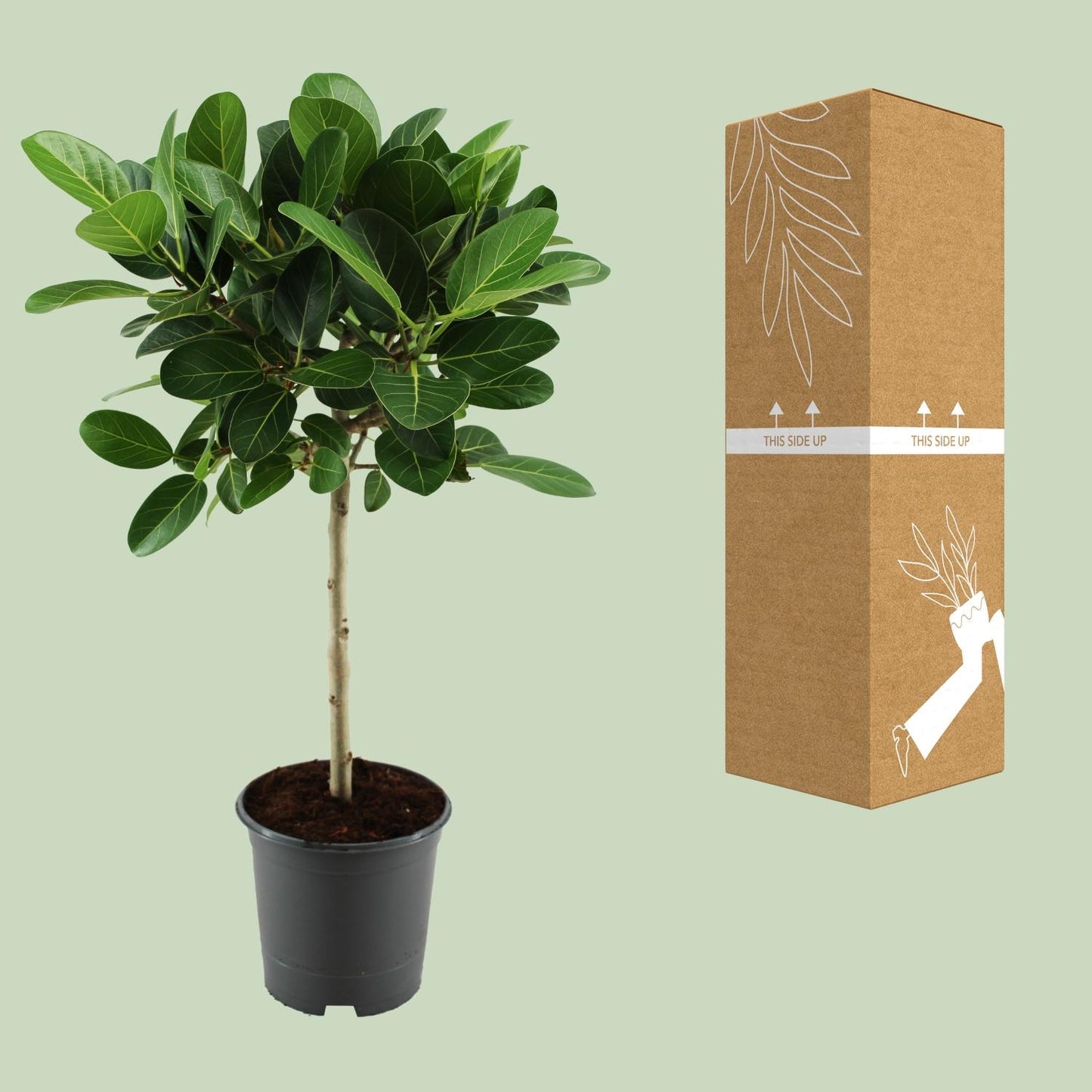 Ficus benghalensis Petite Audrey – Pflegeleichte Zimmerpflanze Ø21cm