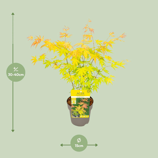 Acer palmatum Orange Dream – Japanischer Ahorn Ø15cm
