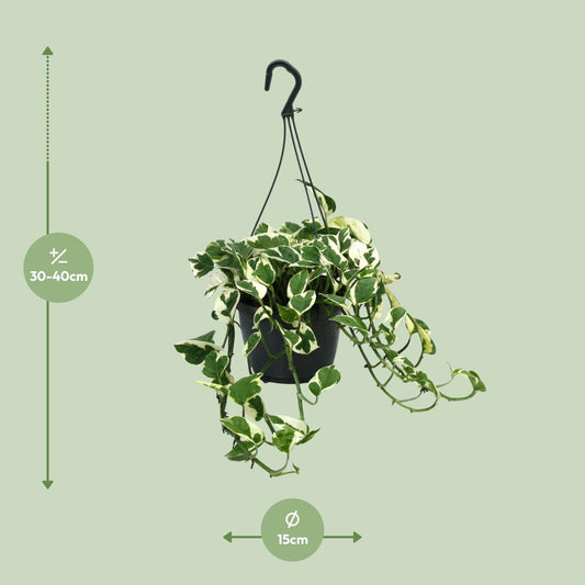 Scindapsus N’Joy – Pflegeleichte Zimmerpflanze Ø15cm