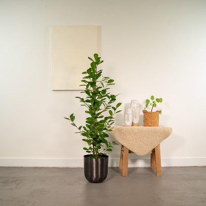 Ficus microcarpa Moclame – Pflegeleichte luftreinigende Zimmerpflanze Ø21cm