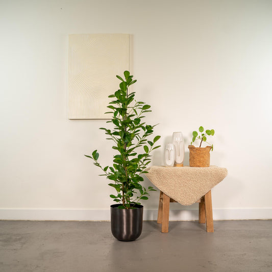 Ficus microcarpa Moclame – Pflegeleichte luftreinigende Zimmerpflanze Ø21cm