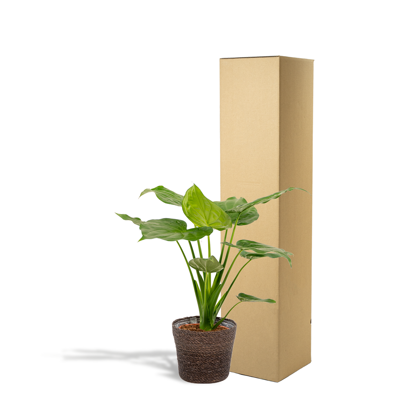 Alocasia Cucullata im Korb Ø19cm, ca. 65cm hoch