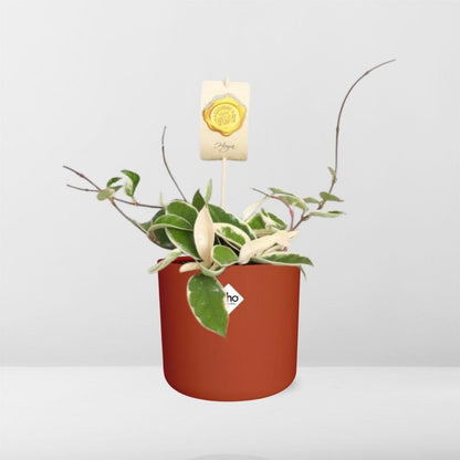 Hoya Carn. 'Krimson Queen' – Pflegeleichte Wachsblume in ELHO Topf
