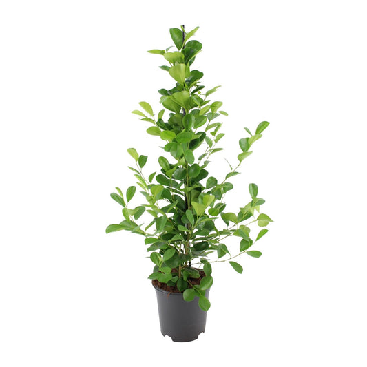 Ficus microcarpa Moclame – Pflegeleichte Zimmerpflanze Ø21cm