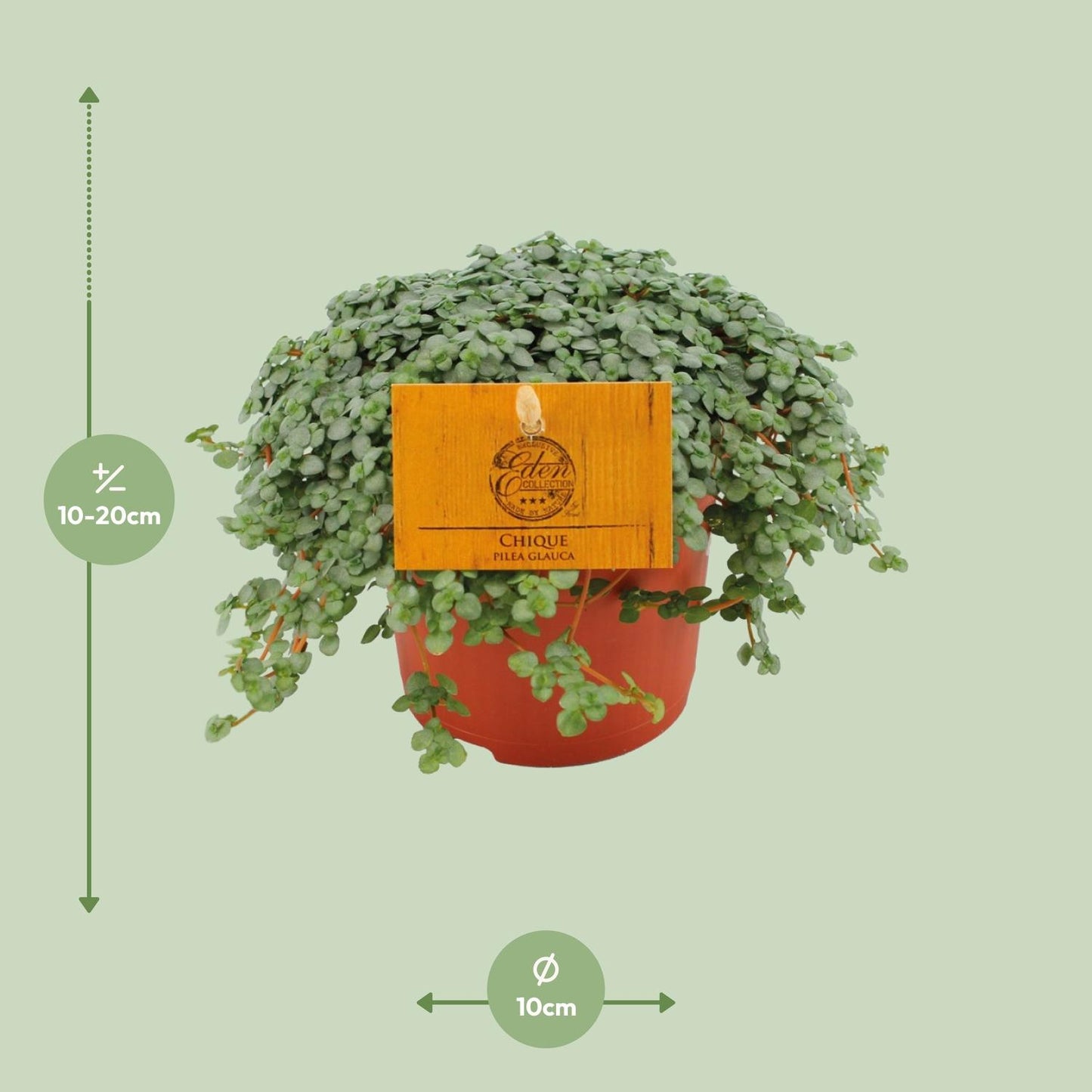 Pilea Glauca – Pflegeleichte Zimmerpflanze Ø11cm