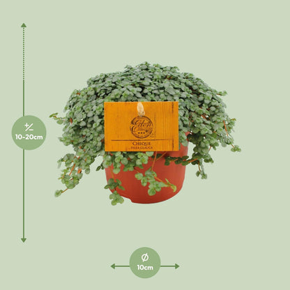 Pilea Glauca – Pflegeleichte Zimmerpflanze Ø11cm