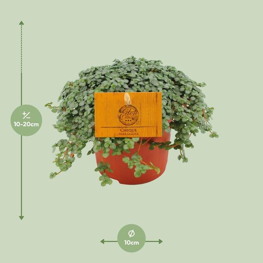 Pilea Glauca – Pflegeleichte Zimmerpflanze Ø11cm