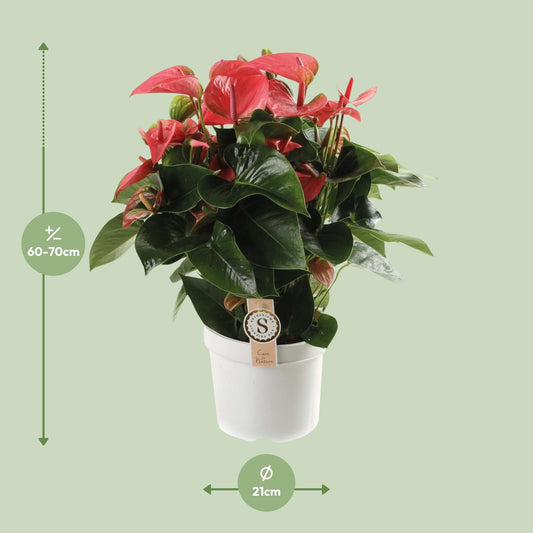 Anthurium Pink Champion – Pflegeleichte tropische Zimmerpflanze Ø21cm