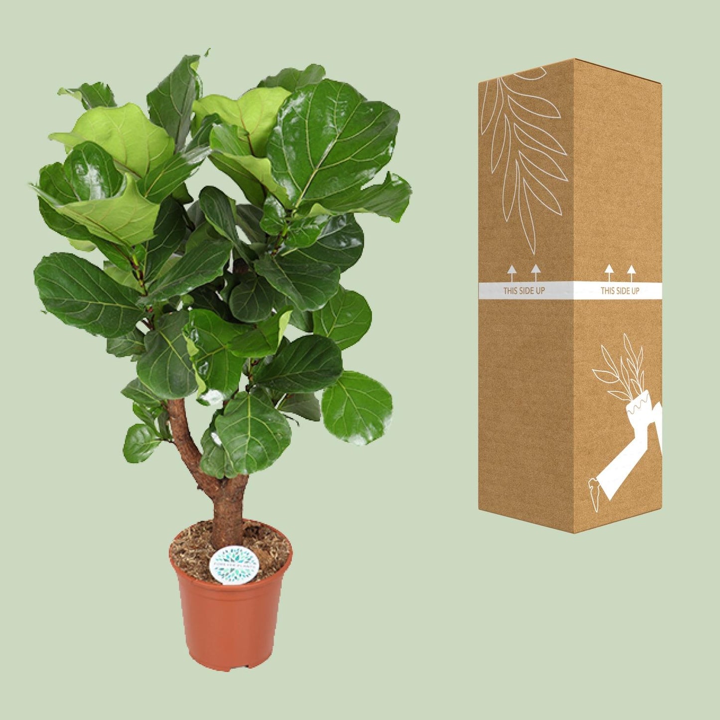 Ficus Lyrata Zimmerpflanze Ø27cm, ca. 130cm hoch