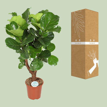Ficus Lyrata Zimmerpflanze Ø27cm, ca. 130cm hoch