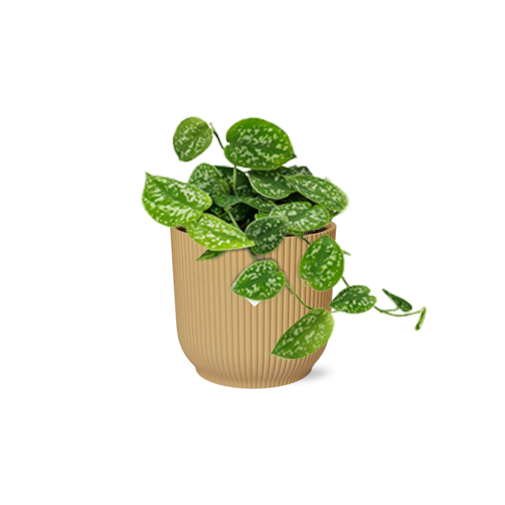 Scindapsus Pictus ‘Argyraeus’ in ELHO Vibes Fold 14cm Gelb