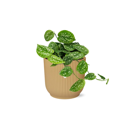 Scindapsus Pictus ‘Argyraeus’ in ELHO Vibes Fold 14cm Gelb