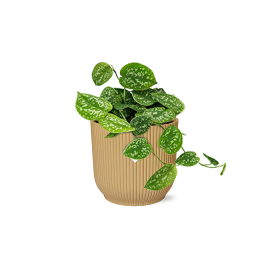 Scindapsus Pictus ‘Argyraeus’ in ELHO Vibes Fold 14cm Gelb