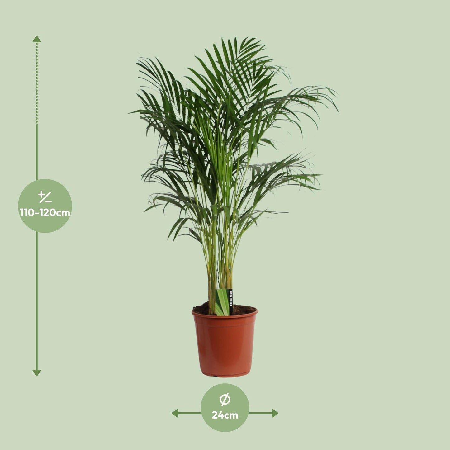 Dypsis Lutescens (Areca) – Luftreinigende Zimmerpalme Ø24cm, ca. 120cm hoch