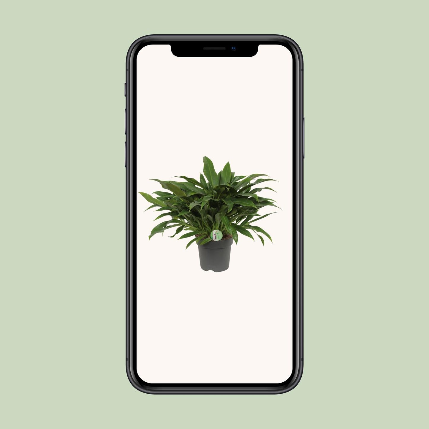 Philodendron Little Phil – kompakte, luftreinigende Zimmerpflanze Ø17cm