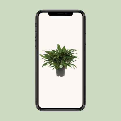 Philodendron Little Phil – kompakte, luftreinigende Zimmerpflanze Ø17cm