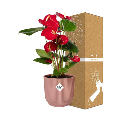Anthurium Red 12cm in ELHO Vibes Fold 14cm rosa – Tropische Eleganz für Ihr Zuhause