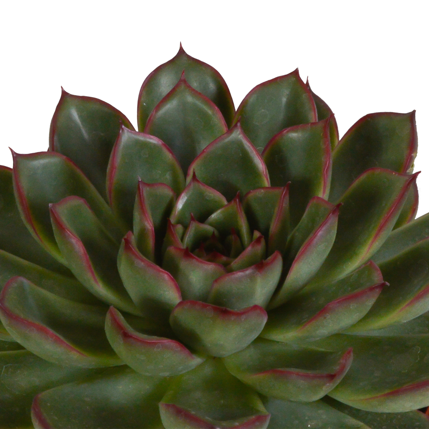 Echeveria 3er-Set im handbemalten Keramiktopf