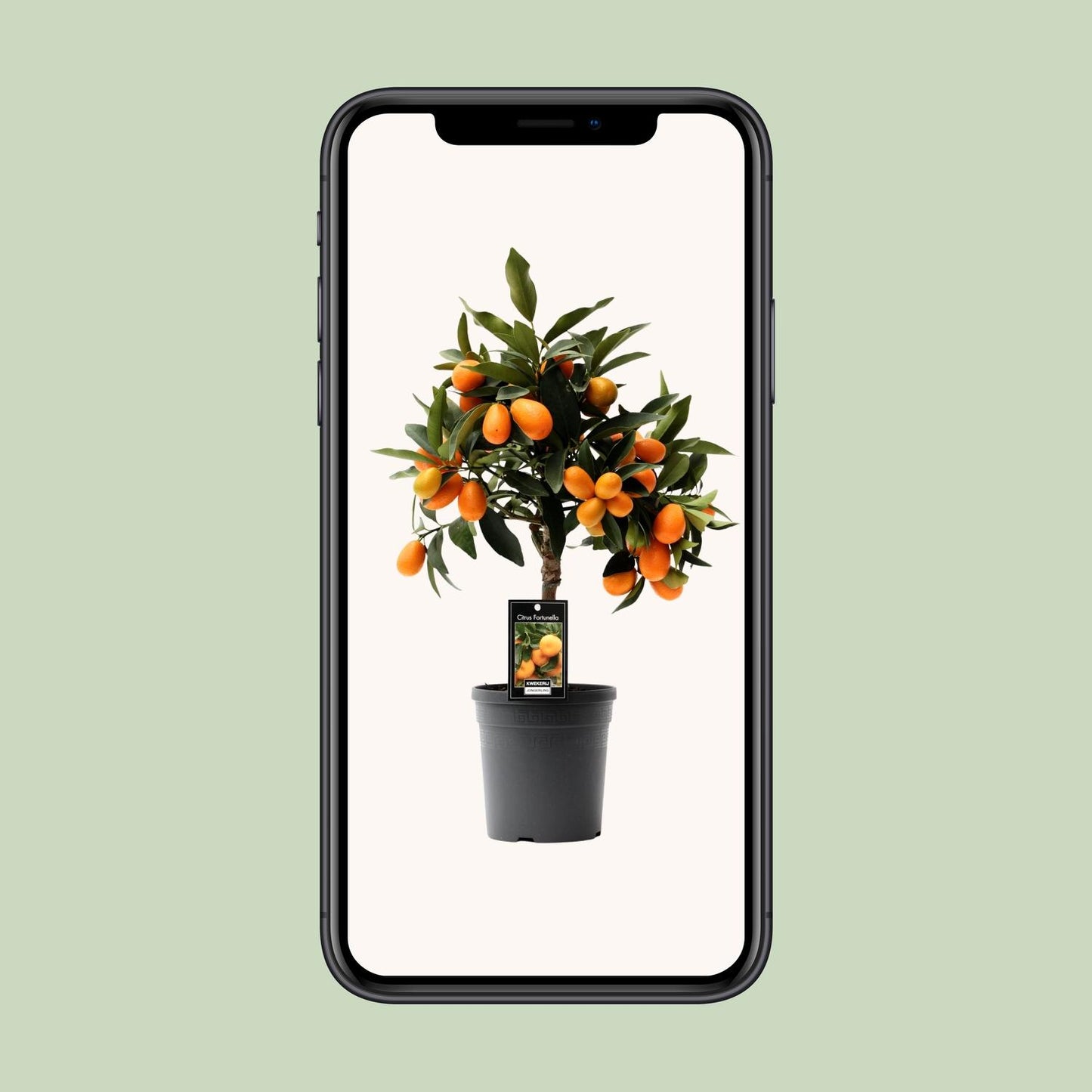 Citrus Kumquat – Pflegeleichte Zitruspflanze Ø16cm