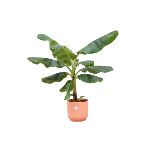 Bananenpflanze (Musa) im elho Vibes Fold Round Topf Ø22 cm