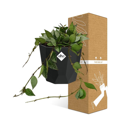 Hoya Krohniana Eskimo – pflegeleichte Wachsblume 14 cm