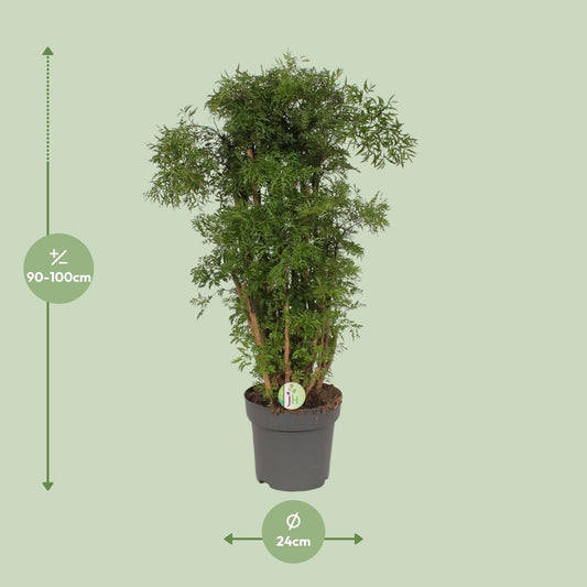 Polyscias Hawaiian – Tropische Zimmerpflanze Ø24cm, 95cm hoch