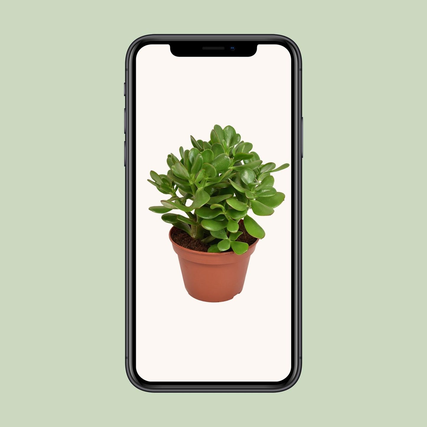 Crassula Ovata Convoluta – Pflegeleichte Jade-Pflanze Ø15cm