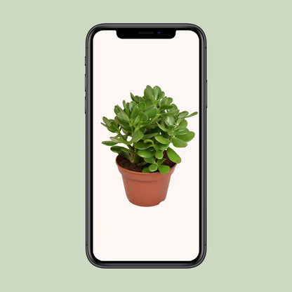 Crassula Ovata Convoluta – Pflegeleichte Jade-Pflanze Ø15cm