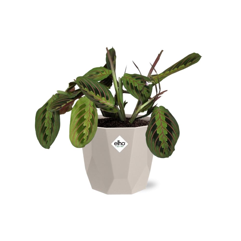 Maranta Leuconeura ‘Fascinator’ Tricolor 14 cm in ELHO b.for rock Topf