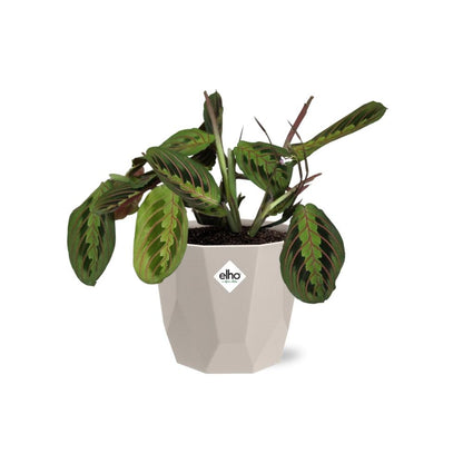 Maranta Leuconeura ‘Fascinator’ Tricolor 14 cm in ELHO b.for rock Topf