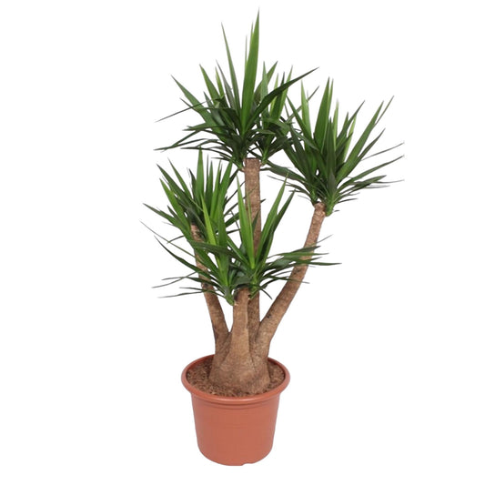 Yucca Elephantipes vertakt – 170 cm, ø45 cm, pflegeleicht