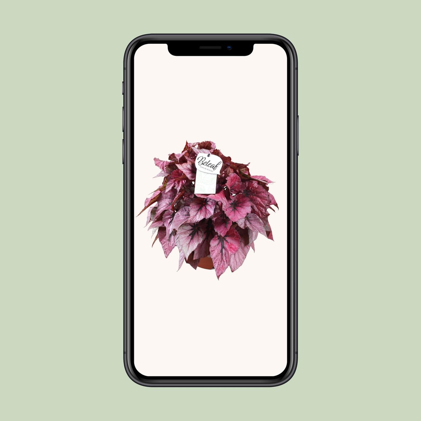 Begonia Beleaf Indian Summer – Farbintensive Zimmerpflanze Ø17cm