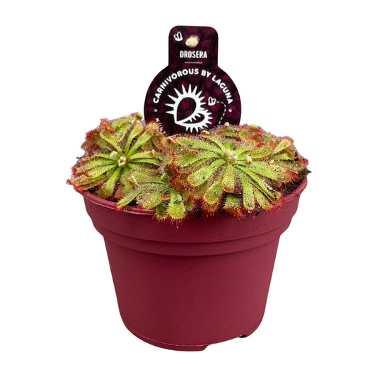 Sonnentau Drosera Aliciae – Pflegeleichte fleischfressende Pflanze Ø12cm