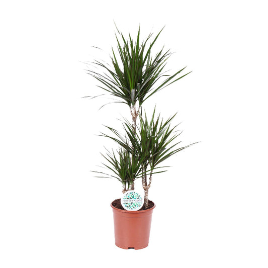 Dracaena Marginata Ø21cm – Pflegeleichte Zimmerpflanze bis 115cm