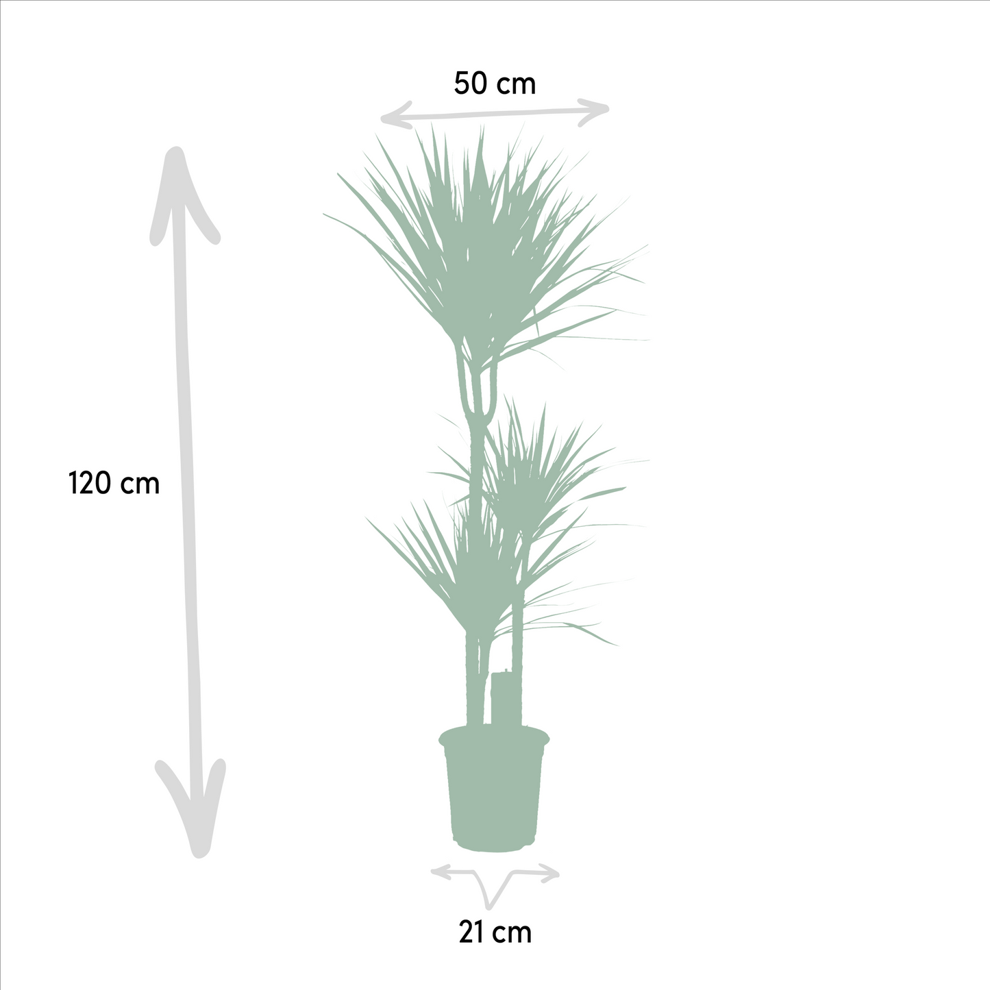 Dracaena & Yucca Zimmerpflanzen-Set – 120cm & 100cm