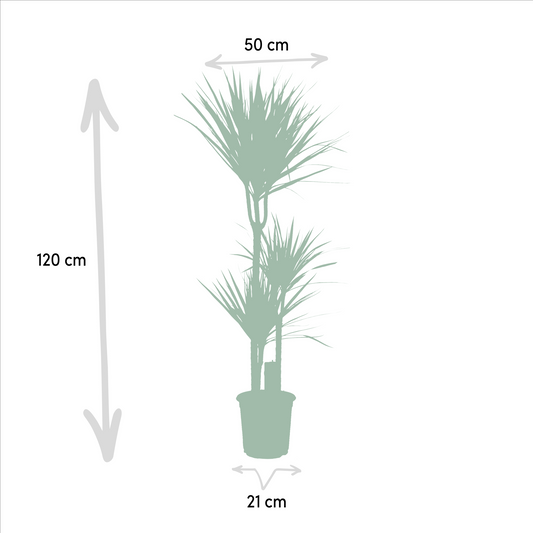 Dracaena & Yucca Zimmerpflanzen-Set – 120cm & 100cm