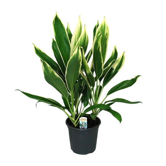 Keulenlilie 'New Conga' – pflegeleichte Zimmerpflanze Ø19cm, 60cm hoch