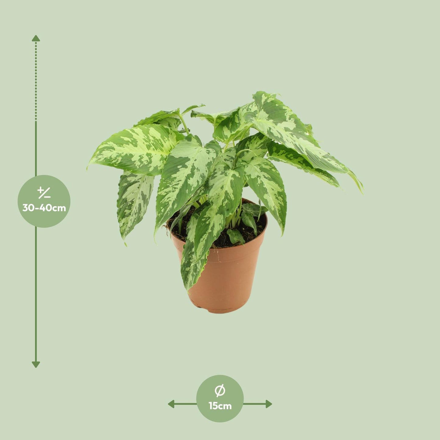 Schismatoglottis Pusilla – Luftreinigende Zimmerpflanze Ø15cm